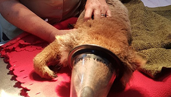 A koala being examined