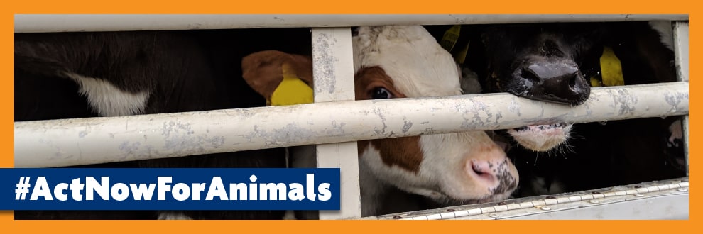 Act Now For Animals | Campaign | RSPCA