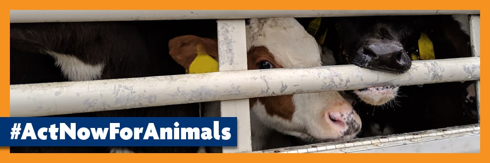 Act Now For Animals | Campaign | RSPCA Act Now For Animals | Campaign | RSPCA