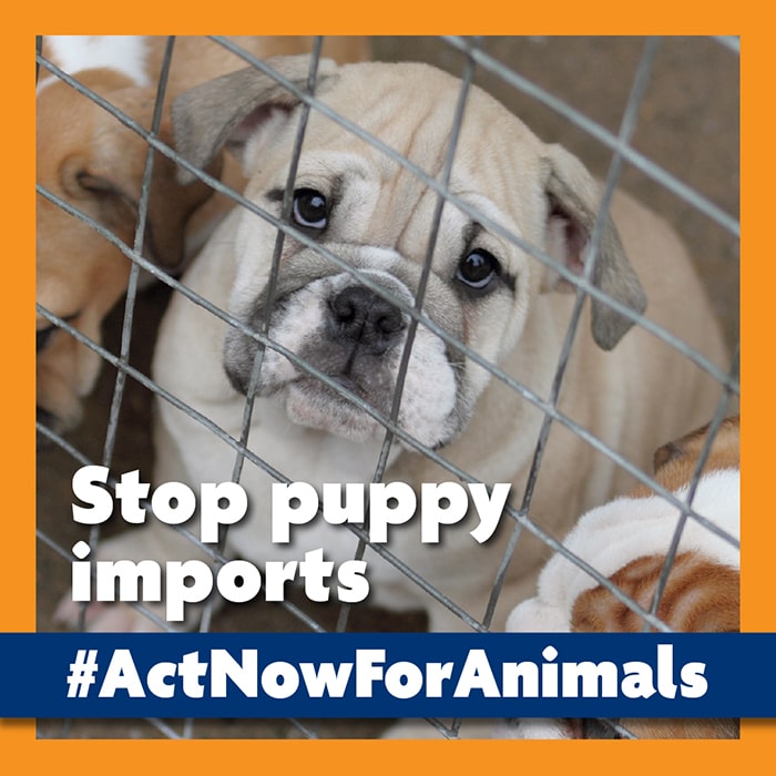 Stop Puppy Imports | #ActNowForAnimals | RSPCA