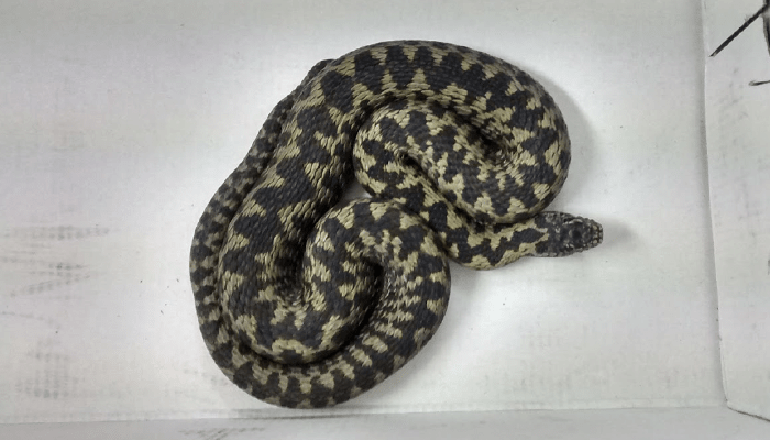 How to identify UK snakes | RSPCA How to identify UK snakes | RSPCA