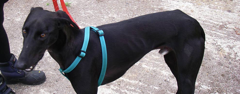 Archie after coming into our care © RSPCA