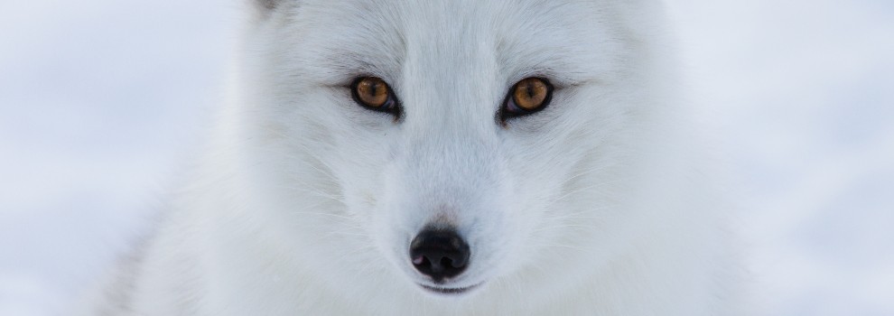 Arctic Fox © iStock
