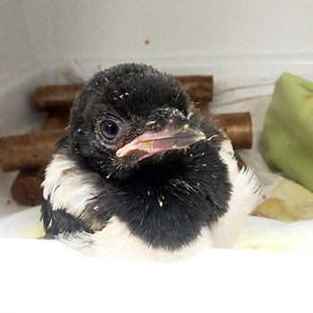 corvid chick © RSPCA 