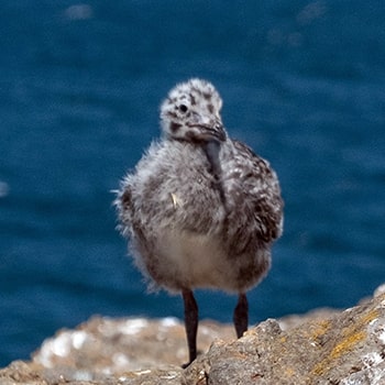 seagull chick © RSPCA