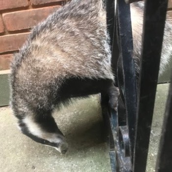 Badger stuck in an iron gate