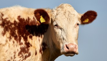 Cow standing outside