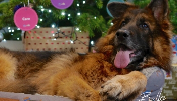 Bella at xmas after care © RSPCA