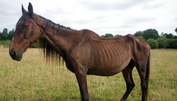 Bonny was left to starve © RSPCA