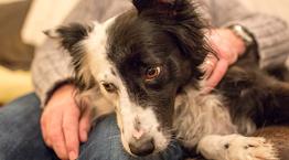 Border collie with owner