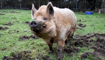 Boris the pig © RSPCA