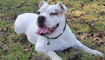 Victorian bulldog sitting on grass