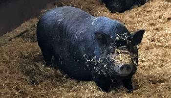 Bunty the pig © RSPCA