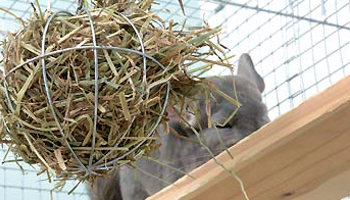 chinchilla behind hay ball © RSPCA