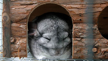 chinchilla sleeping in house © RSPCA