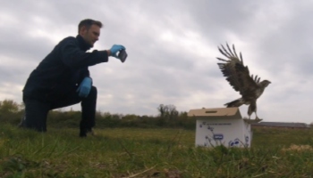 Buzzard released back into the wild