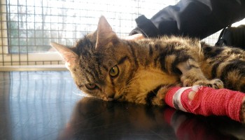 seven month old tabby kitten with bandaged paw © RSPCA