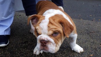 english bull terrier on the pavement © RSPCA