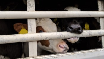 Calves being transported