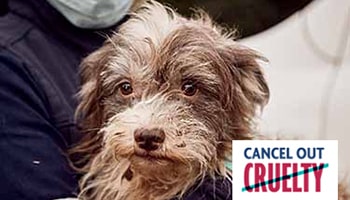 Cancel out cruelty © RSPCA