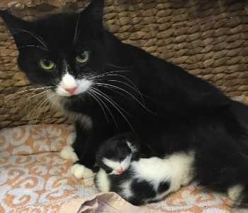 Cat with kittens after being rescued
