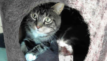Cat Junior at our Southridge Animal Centre