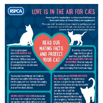 Everything You Need to Know About Getting a Cat and Dog