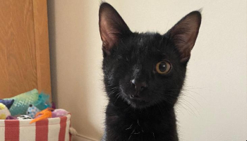 Cat Ringo