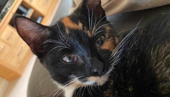 Cat Ripley