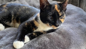 Cat Ripley waiting for a home at RSPCA Staffordshire branch