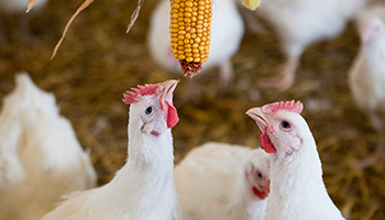 Chickens pecking at corn © RSPCA