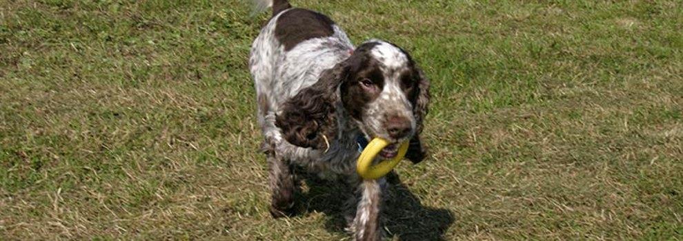 Cocker Spaniel in a field with a ring in the mouth