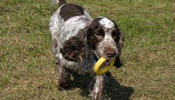 Cocker Spaniel in a field with a ring in the mouth © RSPCA