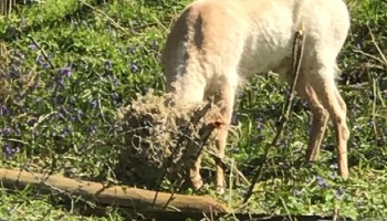 Deer with antlers stuck in barbed wire fence
