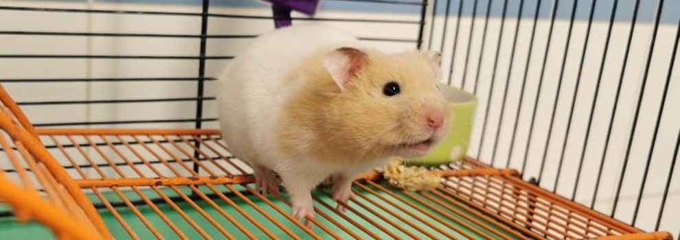 Dennis the hamster