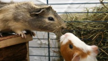 two guinea pigs greeting