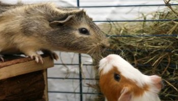 do guinea pigs get along with dogs