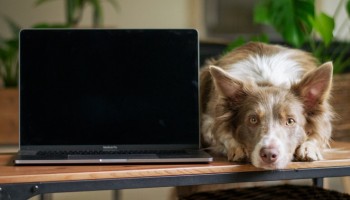Dog lying next to a laptop