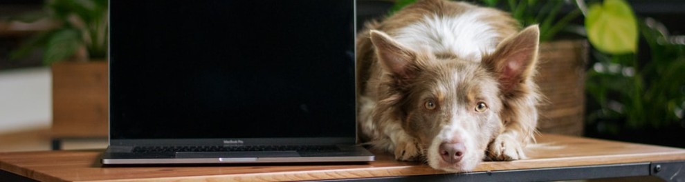 Dog lying next to a laptop