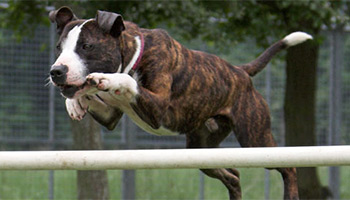 Dog jumping over fence