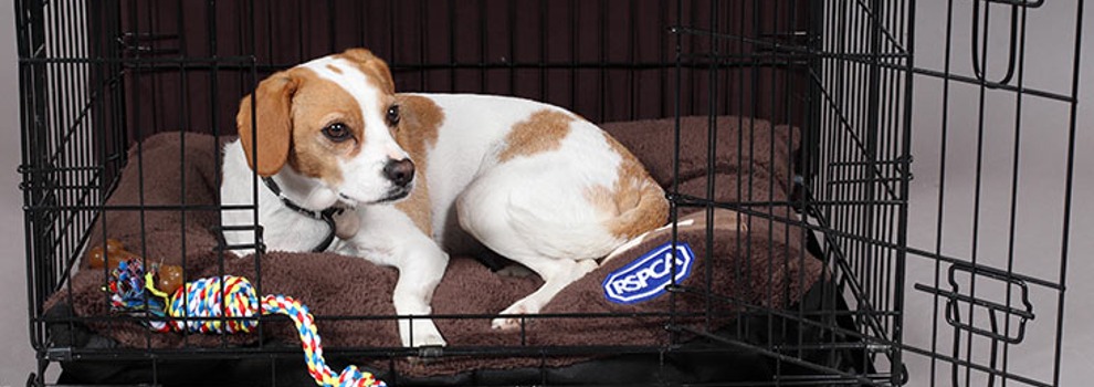 https://www.rspca.org.uk/documents/1494939/7712581/DogCrates-banner_990x350.jpg/885373be-5b43-f86c-eb78-1ec73ac67621?t=1653657978493