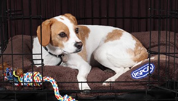 dog lying in a dog crate © RSPCA