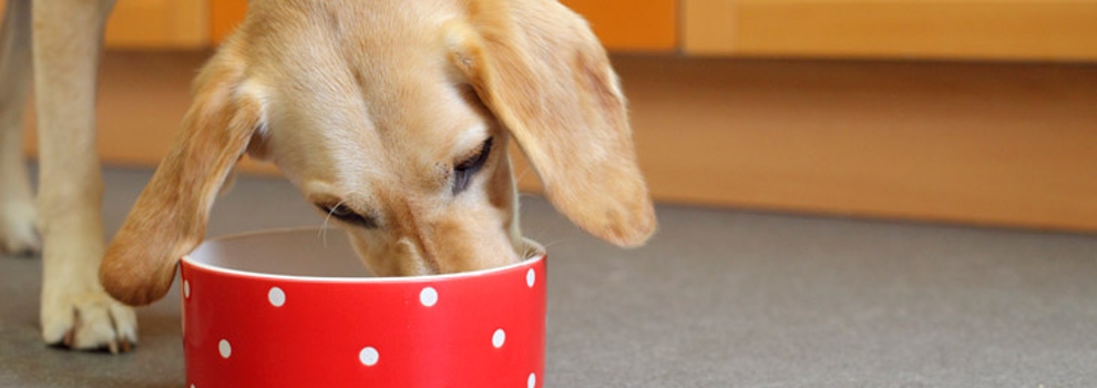 Dog feeding from bowl © RSPCA