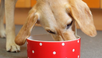 Dog feeding from bowl © RSPCA