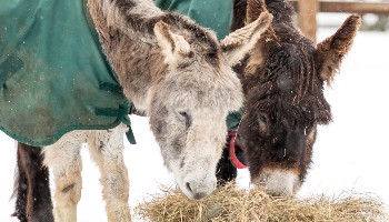 Adult donkeys feeding on hay in snow covered field