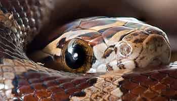 close-up of baby corn snake