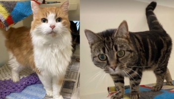 Flo & Floss © RSPCA