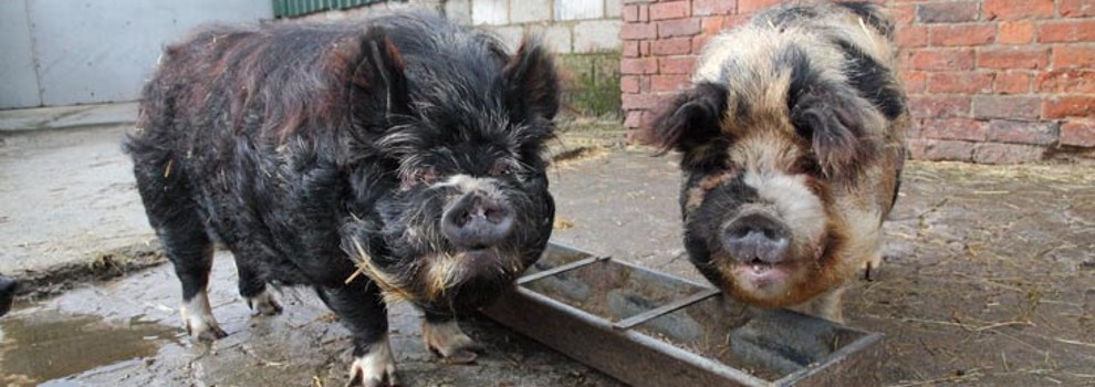 Keeping Pigs As Pets | RSPCA