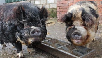 Two adult male Kune Pigs © RSPCA