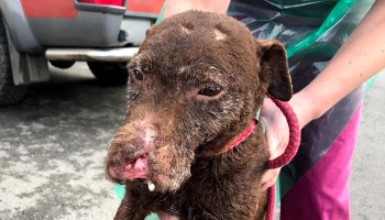 Fig the dog with his facial injuries